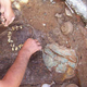 Illustration for article titled 2,300 Year-Old Golden Wreath Found On Head Of Buried Body In Greek Subway Dig